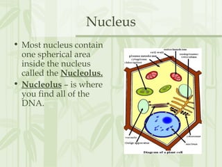 Nucleus
• Most nucleus contain
one spherical area
inside the nucleus
called the Nucleolus.
• Nucleolus – is where
you find all of the
DNA.
 