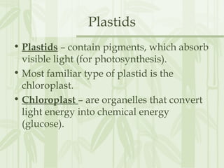 Plastids
• Plastids – contain pigments, which absorb
visible light (for photosynthesis).
• Most familiar type of plastid is the
chloroplast.
• Chloroplast – are organelles that convert
light energy into chemical energy
(glucose).
 