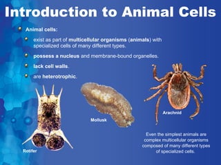 Introduction to Animal Cells
   Animal cells:
       exist as part of multicellular organisms (animals) with
       specialized cells of many different types.
       possess a nucleus and membrane-bound organelles.
       lack cell walls.
       are heterotrophic.




                                                                 Arachnid
                               Mollusk


                                                       Even the simplest animals are
                                                      complex multicellular organisms
                                                     composed of many different types
  Rotifer                                                  of specialized cells.
 