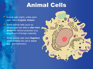 Animal Cells
Animal cells (right), unlike plant
cells, have irregular shapes.

Some animal cells (such as
phagocytes) are able to alter their
shape for various purposes (e.g.
engulfment of foreign material).

Some animal cells have flagellum
which enables the cell to move
(e.g. spermatozoan).
 