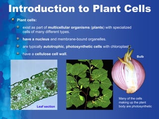 Introduction to Plant Cells
 Plant cells:
    exist as part of multicellular organisms (plants) with specialized
    cells of many different types.
    have a nucleus and membrane-bound organelles.
    are typically autotrophic, photosynthetic cells with chloroplasts.
    have a cellulose cell wall.
                                                                          Bulb




                                                              Many of the cells
                                                              making up the plant
                Leaf section                                  body are photosynthetic
 