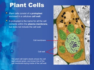 Plant Cells
Plant cells consist of a protoplast
enclosed in a cellulose cell wall.

A protoplast is the name for all the cell
contents within the plasma membrane,
but does not include the cell wall.




                             Cell membrane




                                   Cell wall




                                                  Photo: Brian Finerran
  The plant cell (right) clearly shows the cell
  wall colored green, and brown line of the
  cell membrane laying inside of the cell wall.
 