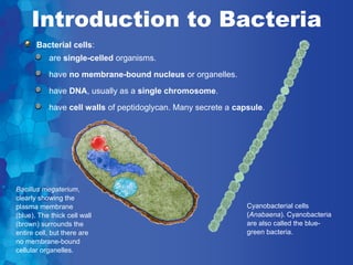 Introduction to Bacteria
       Bacterial cells:
           are single-celled organisms.
           have no membrane-bound nucleus or organelles.
           have DNA, usually as a single chromosome.
           have cell walls of peptidoglycan. Many secrete a capsule.




Bacillus megaterium,
clearly showing the
plasma membrane                                                Cyanobacterial cells
(blue). The thick cell wall                                    (Anabaena). Cyanobacteria
(brown) surrounds the                                          are also called the blue-
entire cell, but there are                                     green bacteria.
no membrane-bound
cellular organelles.
 