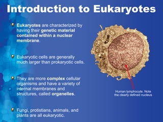 Introduction to Eukaryotes
 Eukaryotes are characterized by
 having their genetic material
 contained within a nuclear
 membrane.


 Eukaryotic cells are generally
 much larger than prokaryotic cells.


 They are more complex cellular
 organisms and have a variety of
 internal membranes and
                                        Human lymphocyte. Note
 structures, called organelles.        the clearly defined nucleus



 Fungi, protistians, animals, and
 plants are all eukaryotic.
 