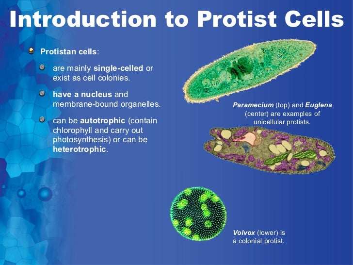 Introduction to cells