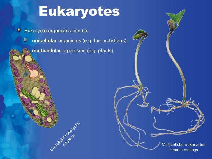 Introduction to cells
