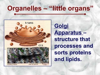 Organelles – “little organs”

               Golgi
               Apparatus –
               structure that
               processes and
               sorts proteins
               and lipids.
 