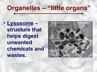 Organelles – “little organs”

• Lysosome –
  structure that
  helps digest
  unwanted
  chemicals and
  wastes.
 