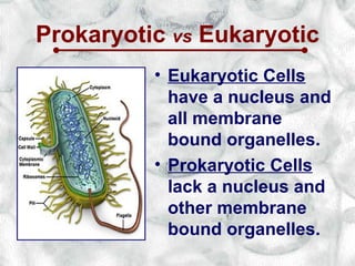 Prokaryotic vs Eukaryotic
          • Eukaryotic Cells
            have a nucleus and
            all membrane
            bound organelles.
          • Prokaryotic Cells
            lack a nucleus and
            other membrane
            bound organelles.
 