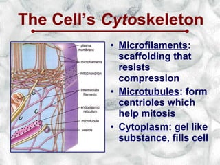 The Cell’s Cytoskeleton
           • Microfilaments:
             scaffolding that
             resists
             compression
           • Microtubules: form
             centrioles which
             help mitosis
           • Cytoplasm: gel like
             substance, fills cell
 