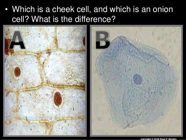 Introduction to Cells, Cheek Cell and Onion Cell Lab, Lesson PowerPoi…