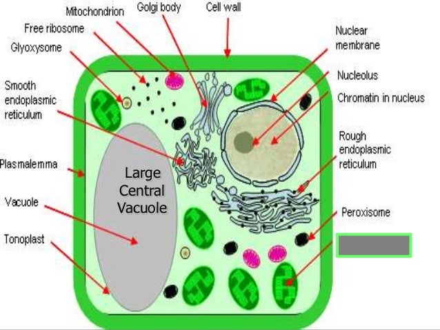 Introduction To Cells  Cheek Cell And Onion Cell Lab