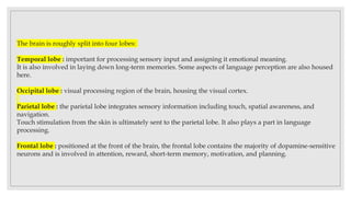 The brain is roughly split into four lobes:
Temporal lobe : important for processing sensory input and assigning it emotional meaning.
It is also involved in laying down long-term memories. Some aspects of language perception are also housed
here.
Occipital lobe : visual processing region of the brain, housing the visual cortex.
Parietal lobe : the parietal lobe integrates sensory information including touch, spatial awareness, and
navigation.
Touch stimulation from the skin is ultimately sent to the parietal lobe. It also plays a part in language
processing.
Frontal lobe : positioned at the front of the brain, the frontal lobe contains the majority of dopamine-sensitive
neurons and is involved in attention, reward, short-term memory, motivation, and planning.
 