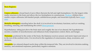 Brain Regions:
Corpus callosum: a broad band of nerve fibers that join the left and right hemispheres. It is the largest white
matter structure in the brain and allows the two hemispheres to communicate. Dyslexic children have
smaller corpus callosums; left-handed people, ambidextrous people, and musicians typically have larger
ones.
Medulla oblongata: extending below the skull, it is involved in involuntary functions, such as vomiting,
breathing, sneezing, and maintaining the correct blood pressure.
Hypothalamus: sitting just above the brain stem and roughly the size of an almond, the hypothalamus
secretes a number of neurohormones and influences body temperature control, thirst, and hunger.
Thalamus: positioned in the center of the brain, the thalamus receives sensory and motor input and relays it
to the rest of the cerebral cortex. It is involved in the regulation of consciousness, sleep, awareness, and
alertness.
Amygdala: two almond-shaped nuclei deep within the temporal lobe. They are involved in decision-making,
memory, and emotional responses; particularly negative emotions.
 