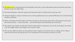  The spinal cord, running almost the full length of the back, carries information between the brain and body,
but also carries out other tasks.
 From the brainstem, where the spinal cord meets the brain, 31 spinal nerves enter the cord.
 Along its length, it connects with the nerves of the peripheral nervous system (PNS) that run in from the skin,
muscles, and joints.
 Motor commands from the brain travel from the spine to the muscles and sensory information travels from
the sensory tissues — such as the skin — toward the spinal cord and finally up to the brain.
 The spinal cord contains circuits that control certain reflexive responses, such as the involuntary movement
your arm might make if your finger was to touch a flame.
 The circuits within the spine can also generate more complex movements such as walking. Even without
input from the brain, the spinal nerves can coordinate all of the muscles necessary to walk.
 