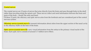 Cranial nerves
The cranial nerves are 12 pairs of nerves that arise directly from the brain and pass through holes in the skull
rather than traveling along the spinal cord. These nerves collect and send information between the brain and
parts of the body – mostly the neck and head.
Of these 12 pairs, the olfactory and optic nerves arise from the forebrain and are considered part of the central
nervous system:
Olfactory nerves (cranial nerve I): transmit information about odors from the upper section of the nasal cavity
to the olfactory bulbs on the base of the brain.
Optic nerves (cranial nerve II): carry visual information from the retina to the primary visual nuclei of the
brain. Each optic nerve consists of around 1.7 million nerve fibers.
 