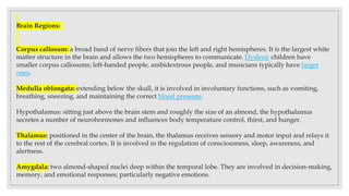 Brain Regions:
Corpus callosum: a broad band of nerve fibers that join the left and right hemispheres. It is the largest white
matter structure in the brain and allows the two hemispheres to communicate. Dyslexic children have
smaller corpus callosums; left-handed people, ambidextrous people, and musicians typically have larger
ones.
Medulla oblongata: extending below the skull, it is involved in involuntary functions, such as vomiting,
breathing, sneezing, and maintaining the correct blood pressure.
Hypothalamus: sitting just above the brain stem and roughly the size of an almond, the hypothalamus
secretes a number of neurohormones and influences body temperature control, thirst, and hunger.
Thalamus: positioned in the center of the brain, the thalamus receives sensory and motor input and relays it
to the rest of the cerebral cortex. It is involved in the regulation of consciousness, sleep, awareness, and
alertness.
Amygdala: two almond-shaped nuclei deep within the temporal lobe. They are involved in decision-making,
memory, and emotional responses; particularly negative emotions.
 