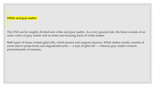 White and gray matter
The CNS can be roughly divided into white and gray matter. As a very general rule, the brain consists of an
outer cortex of gray matter and an inner area housing tracts of white matter.
Both types of tissue contain glial cells, which protect and support neurons. White matter mostly consists of
axons (nerve projections) and oligodendrocytes — a type of glial cell — whereas gray matter consists
predominantly of neurons.
 