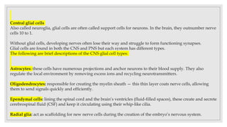 Central glial cells
Also called neuroglia, glial cells are often called support cells for neurons. In the brain, they outnumber nerve
cells 10 to 1.
Without glial cells, developing nerves often lose their way and struggle to form functioning synapses.
Glial cells are found in both the CNS and PNS but each system has different types.
The following are brief descriptions of the CNS glial cell types:
Astrocytes: these cells have numerous projections and anchor neurons to their blood supply. They also
regulate the local environment by removing excess ions and recycling neurotransmitters.
Oligodendrocytes: responsible for creating the myelin sheath — this thin layer coats nerve cells, allowing
them to send signals quickly and efficiently.
Ependymal cells: lining the spinal cord and the brain’s ventricles (fluid-filled spaces), these create and secrete
cerebrospinal fluid (CSF) and keep it circulating using their whip-like cilia.
Radial glia: act as scaffolding for new nerve cells during the creation of the embryo’s nervous system.
 