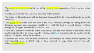 ◦ The central nervous system is the part of the nervous system consisting of the brain and spinal
cord.
◦ The brain is encased in the skull, and protected by the cranium.
◦ The spinal cord is continuous with the brain and lies caudally to the brain, and is protected by the
vertebrae
◦ The spinal cord reaches from the base of the skull, continues through or starting below the
foramen magnum, and terminates roughly level with the first or second lumbar vertebra,
occupying the upper sections of the vertebral canal.
◦ The CNS is contained within the dorsal body cavity, with the brain housed in the cranial cavity
and the spinal cord in the spinal canal. In vertebrates, the brain is protected by the skull, while the
spinal cord is protected by the vertebrae.
◦ The brain and spinal cord are both enclosed in the meninges. In central nervous systems, the
inter-neuronal space is filled with a large amount of supporting non-nervous cells
called neuroglial cells.
 