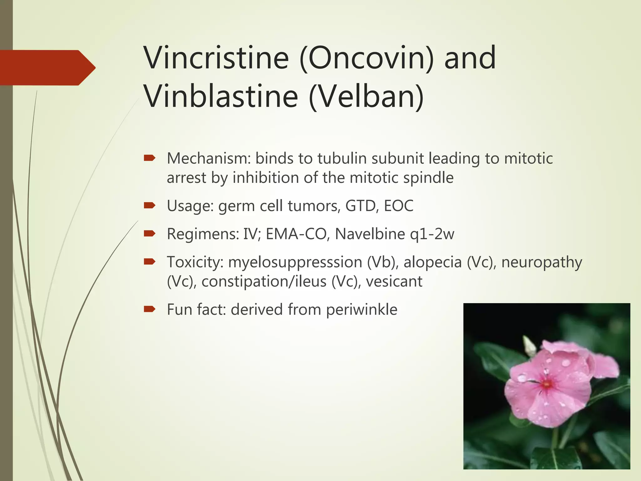 Vincristine (Oncovin) and
Vinblastine (Velban)
 Mechanism: binds to tubulin subunit leading to mitotic
arrest by inhibition of the mitotic spindle
 Usage: germ cell tumors, GTD, EOC
 Regimens: IV; EMA-CO, Navelbine q1-2w
 Toxicity: myelosuppresssion (Vb), alopecia (Vc), neuropathy
(Vc), constipation/ileus (Vc), vesicant
 Fun fact: derived from periwinkle
 