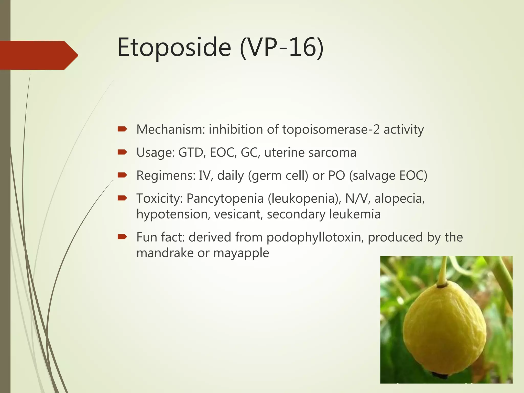 Etoposide (VP-16)
 Mechanism: inhibition of topoisomerase-2 activity
 Usage: GTD, EOC, GC, uterine sarcoma
 Regimens: IV, daily (germ cell) or PO (salvage EOC)
 Toxicity: Pancytopenia (leukopenia), N/V, alopecia,
hypotension, vesicant, secondary leukemia
 Fun fact: derived from podophyllotoxin, produced by the
mandrake or mayapple
 