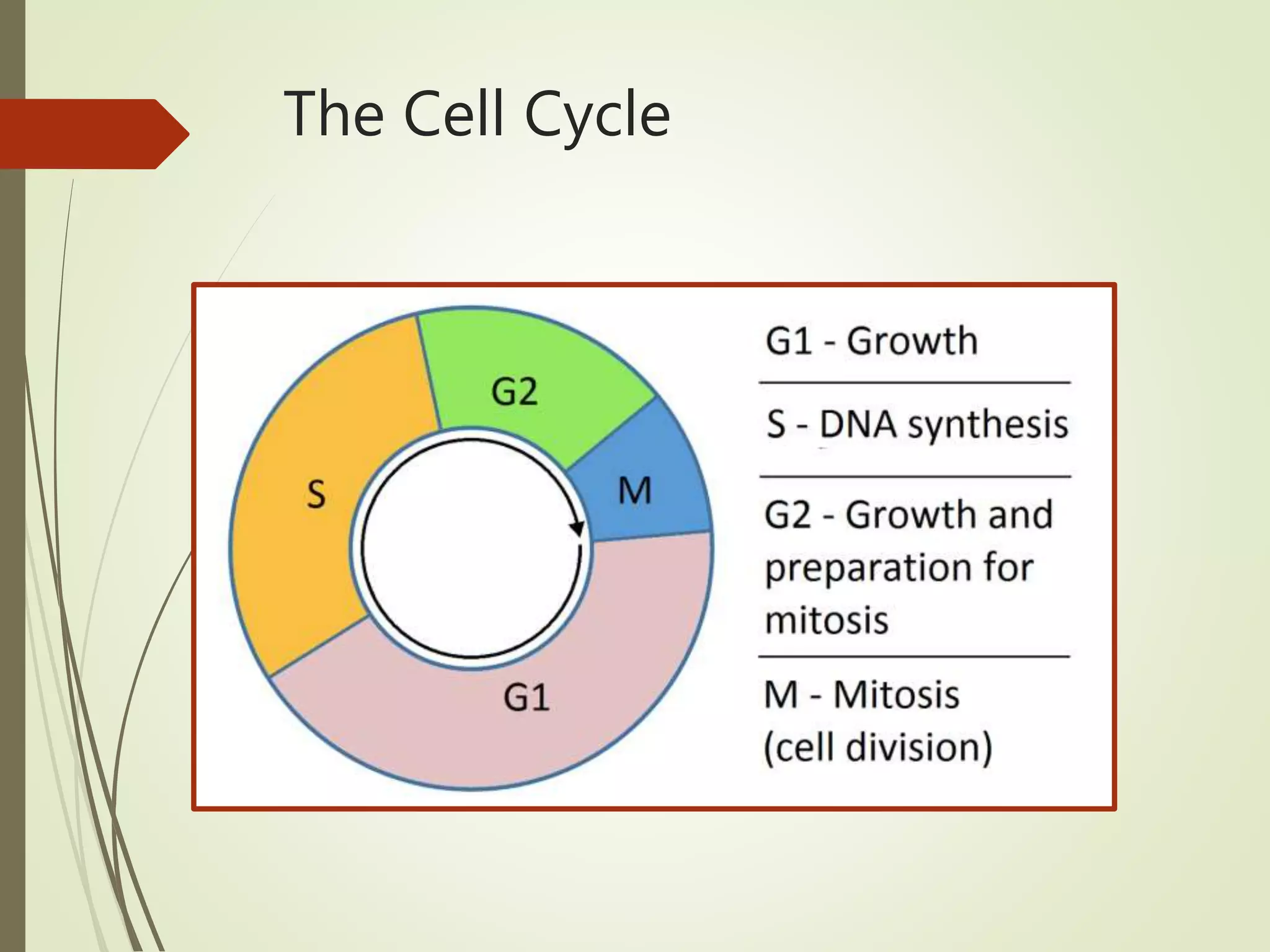 The Cell Cycle
 