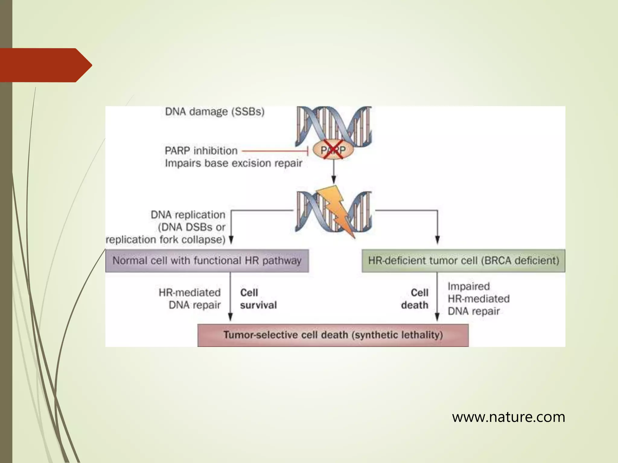 www.nature.com
 