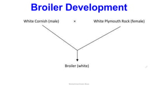 Introduction to Chicken | PPSX