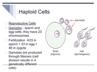 Introduction to chromosomes | PPTX