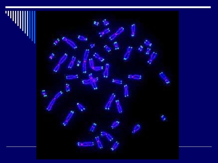 Introduction to chromosomes