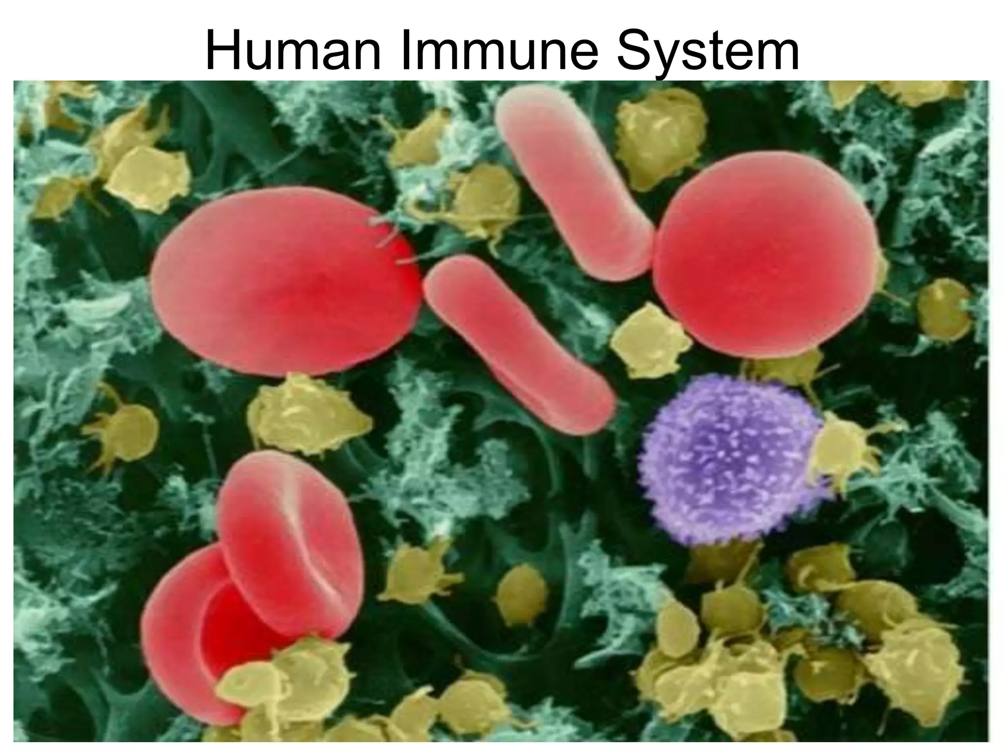 Human Immune System
 