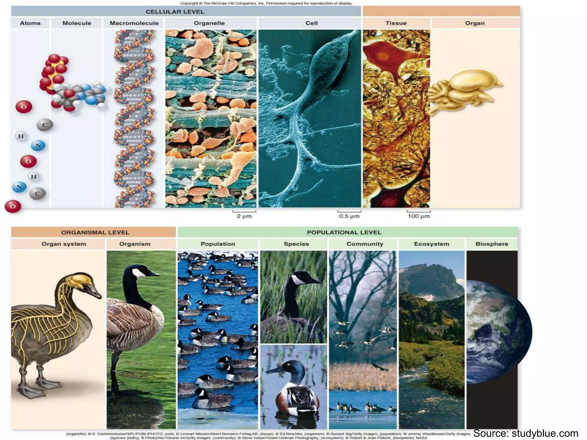 Source: studyblue.com
 