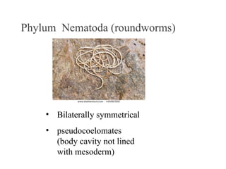 Phylum Nematoda (roundworms)
• Bilaterally symmetrical
• pseudocoelomates
(body cavity not lined
with mesoderm)
 