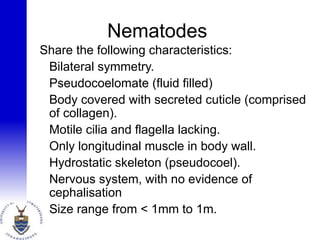 Nematodes
Share the following characteristics:
• Bilateral symmetry.
• Pseudocoelomate (fluid filled)
• Body covered with secreted cuticle (comprised
of collagen).
• Motile cilia and flagella lacking.
• Only longitudinal muscle in body wall.
• Hydrostatic skeleton (pseudocoel).
• Nervous system, with no evidence of
cephalisation
• Size range from < 1mm to 1m.
 