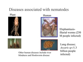 Elephantiasis-
filarial worms (250
M people infected)
Lung disease;
Ascaris sp (1.3
billion people
infected)
Diseases associated with nematodes
Plant Human
Other human diseases include river
blindness and Hookworm disease
 