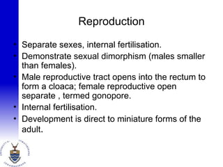 Reproduction
• Separate sexes, internal fertilisation.
• Demonstrate sexual dimorphism (males smaller
than females).
• Male reproductive tract opens into the rectum to
form a cloaca; female reproductive open
separate , termed gonopore.
• Internal fertilisation.
• Development is direct to miniature forms of the
adult.
 