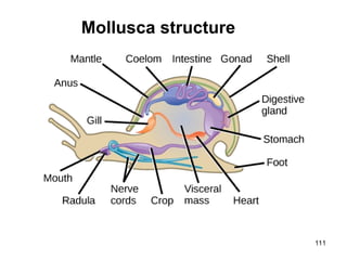 111
Mollusca structure
 
