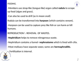 FEEDING.
-Members use strap-like (tongue-like) organ called radula to scrape
up food (algae and grass).
-Can also be used to drill (as in moon snail)
Radula can be transformed into harpoon (which contains venom).
-Harpoon can be used to capture prey like fish or can harm or kill
humans.
REPRODUCTION  REMOVAL OF WASTES.
-Nephridium helps to remove nitrogenous waste.
-Nephridium contains a funnel- nephrostome which is lined with cilia.
-Most molluscs have separate sexes; some are hermaphroditic.
- Fertilization is internal.
11
2
 