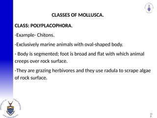 CLASS: POLYPLACOPHORA.
-Example- Chitons.
-Exclusively marine animals with oval-shaped body.
- Body is segmented; foot is broad and flat with which animal
creeps over rock surface.
-They are grazing herbivores and they use radula to scrape algae
of rock surface.
CLASSES OF MOLLUSCA.
11
3
 