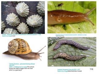 116
Limpet - Wikipedia, the free encyclopediaen.wikipedia.org2304 × 1728
Search by imageLimpet
terresterial slugs of Floridaentnemdept.ufl.edu500 × 300Search by image
Lateral view of slug
Leopard slugwww.fcps.edu300 × 247
Search by imageNaturhistoriska museet
Twohig Science - ghioniamrtwohig.wikispa
ces.com
2560 × 1536Search by imageThis picture
shows the shell is bigger than the snail
which is a gastropod.
 