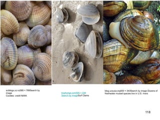 118
sciblogs.co.nz589 × 789Search by
image
Cockles: credit NIWA
trophyrigs.com500 × 338
Search by imageSurf Clams
blog.ucsusa.org500 × 343Search by image Dozens of
freshwater mussel species live in U.S. rivers
 