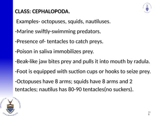 CLASS: CEPHALOPODA.
Examples- octopuses, squids, nautiluses.
-Marine swiftly-swimming predators.
-Presence of- tentacles to catch preys.
-Poison in saliva immobilizes prey.
-Beak-like jaw bites prey and pulls it into mouth by radula.
-Foot is equipped with suction cups or hooks to seize prey.
-Octopuses have 8 arms; squids have 8 arms and 2
tentacles; nautilus has 80-90 tentacles(no suckers).
11
9
 