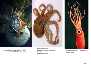 120
The Nautilus: A Living fossil of the seas
aquaviews.net500 × 333Search by image
Antarctic Octopuses
www.wired.com670 × 446Search
by image
Pareledone turqueti
momsla.com1486 × 722Search by
image squid
 