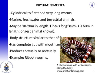 - Cylindrical to flattened very long worms.
-Marine, freshwater and terrestrial animals.
-May be 10-20m in length. Lineus longissimus is 60m in
length(longest animal known).
-Body structure similar to that of flatworms.
-Has complete gut with mouth and anus.
-Produces sexually or asexually.
-Example: Ribbon worms.
PHYLUM: NEMERTEA
12
1
A ribbon worm with white stripes
along the body.
www.smithonlanmag.com
 