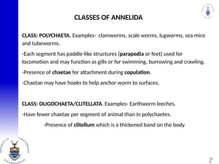 CLASS: POLYCHAETA. Examples- clamworms, scale worms, lugworms, sea mice
and tubeworms.
-Each segment has paddle-like structures (parapodia or feet) used for
locomotion and may function as gills or for swimming, burrowing and crawling.
-Presence of chaetae for attachment during copulation.
-Chaetae may have hooks to help anchor worm to surfaces.
CLASS: OLIGOCHAETA/CLITELLATA. Examples- Earthworm leeches.
-Have fewer chaetae per segment of animal than in polychaetes.
-Presence of clitellum which is a thickened band on the body
CLASSES OF ANNELIDA
12
3
 