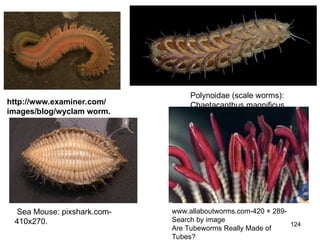 124
http://www.examiner.com/
images/blog/wyclam worm.
Polynoidae (scale worms):
Chaetacanthus magnificus
www.allaboutworms.com-420 × 289-
Search by image
Are Tubeworms Really Made of
Tubes?
Sea Mouse: pixshark.com-
410x270.
 