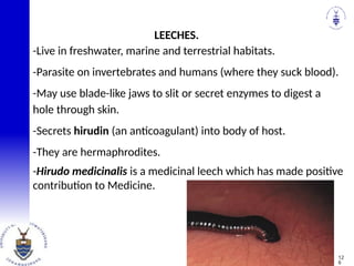 -Live in freshwater, marine and terrestrial habitats.
-Parasite on invertebrates and humans (where they suck blood).
-May use blade-like jaws to slit or secret enzymes to digest a
hole through skin.
-Secrets hirudin (an anticoagulant) into body of host.
-They are hermaphrodites.
-Hirudo medicinalis is a medicinal leech which has made positive
contribution to Medicine.
LEECHES.
12
6
 