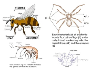 129
Basic characteristics of arachnids
include four pairs of legs (1) and a
body divided into two tagmata: the
cephalothorax (2) and the abdomen
(3)
www.amentsoc.org-463 × 295 An illustration
the general structure of a crustacean.
 