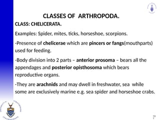 CLASS: CHELICERATA.
Examples: Spider, mites, ticks, horseshoe, scorpions.
-Presence of chelicerae which are pincers or fangs(mouthparts)
used for feeding.
-Body division into 2 parts – anterior prosoma – bears all the
appendages and posterior opisthosoma which bears
reproductive organs.
-They are arachnids and may dwell in freshwater, sea while
some are exclusively marine e.g. sea spider and horseshoe crabs.
CLASSES OF ARTHROPODA.
13
1
 